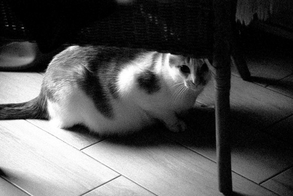 Un chat sous un fauteuil, noir et blanc.