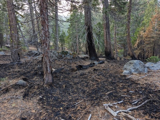 A coniferous forest with a recent controlled burn that consumed most of the understory duff.