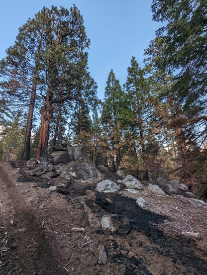 A coniferous forest with a recent controlled burn that consumed most of the understory duff.