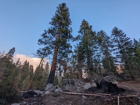 A coniferous forest with a recent controlled burn that consumed most of the understory duff.
