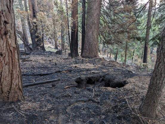 A coniferous forest with a recent controlled burn that consumed most of the understory duff.