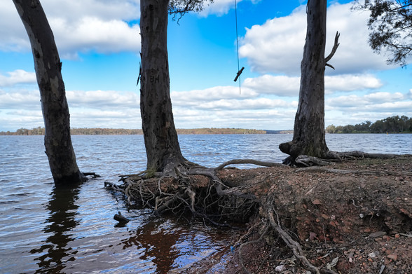 Three river gums near the Eppalock lake in Victoria Australia 