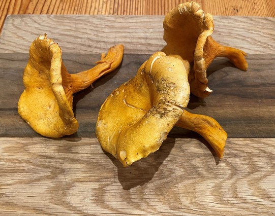 Three large very fresh chanterelle mushrooms on a cutting board. They are a bit light wind-blown umbrella of buckskin hue.