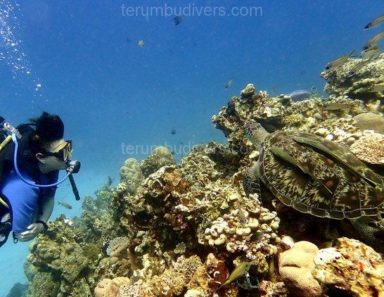 a diver watchs a turtle