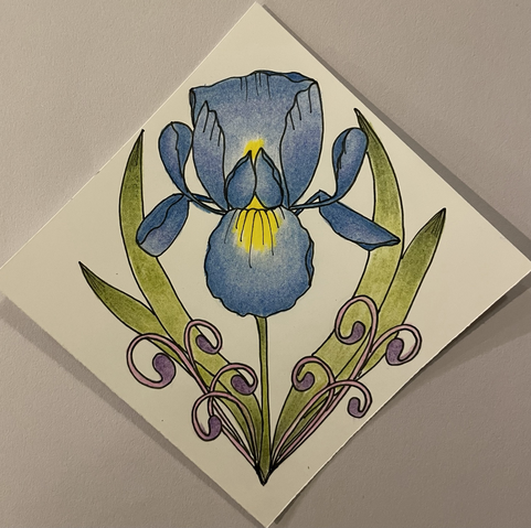 Iris drawing 