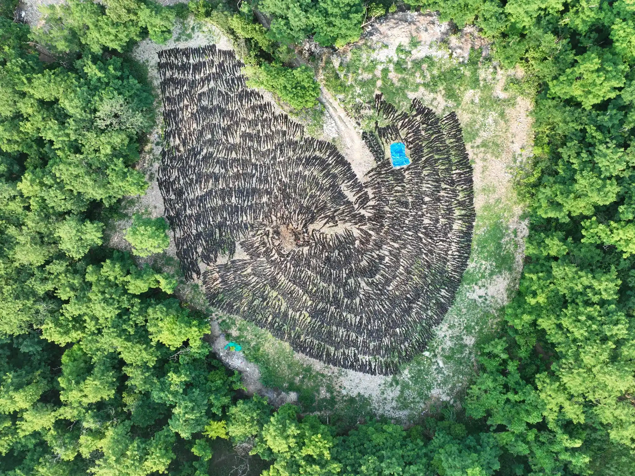 Drying field, Shandong province, China  