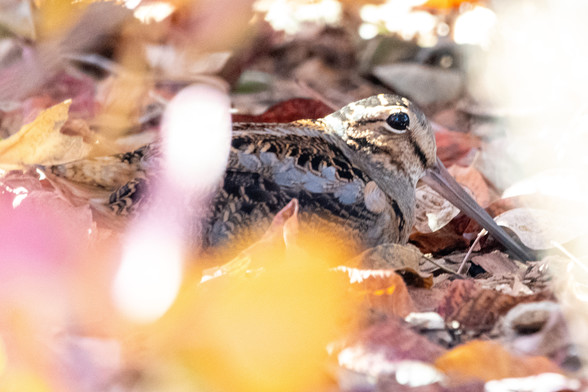 An American woodcock sits in leaf debris under a bush, Randall's Island, NYC, 23 November 2023