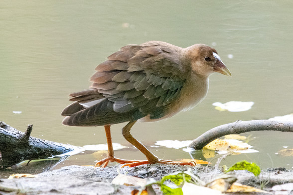 A juvenile purple gallinule stands at water's edge, its feathers bristling as if it were a pangolin, Prospect Park, Brooklyn, 15 October 2023