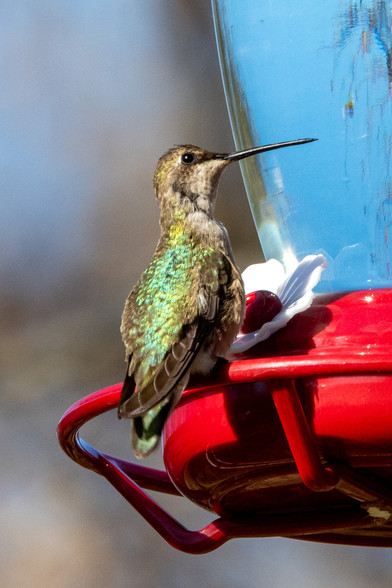 A black-chinned hummingbird perched on a feeder; it looks very much like the local ruby-throated hummingbird except that its primaries curve away from its tailfeathers. Randall's Island, NYC, 23 November 2023