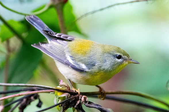 Close-up of a small Northern parula, a jewel-like bird like something out of Yeats's Byzantium. Prospect Park, Brooklyn, 30 September 2023