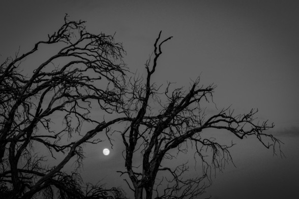 Se pueden ramas de árboles y entre ellas, la luna. Todo en blanco y negro. | You can see some branches and between them, the Moon. In Black and White.