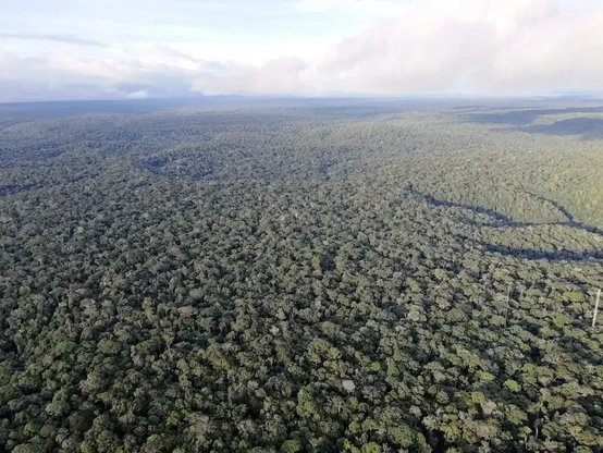 Image: The Amazon Forest seen from the Amazon Tall Tower Observatory, a scientific research facility in the Amazon rainforest of Brazil. Credit: Dr Jess Baker, University of Leeds.