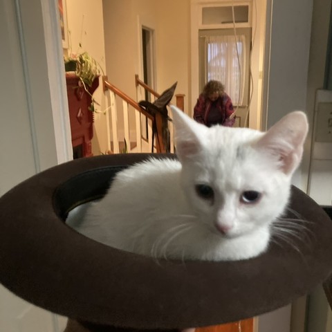 a white kitten gets a ride inside an overturned bowler hat