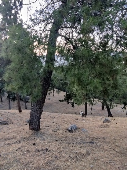 A cat in the pine forest of acropolis