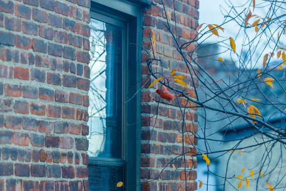 Male cardinal, posturing tor battle against his reflection