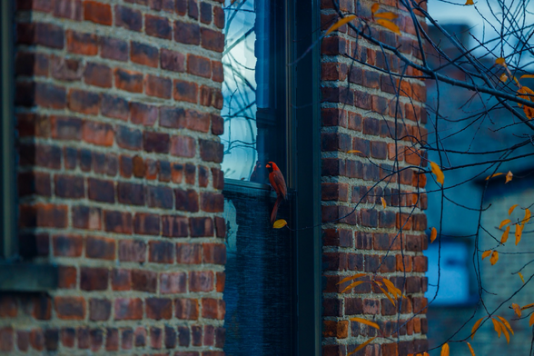 Male cardinal, assessing the enemy