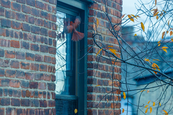 Male cardinal, in full display against the sworn enemy