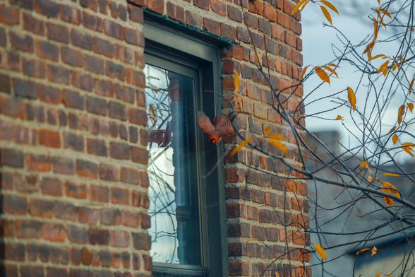 Male cardinal, sans enemy reflection