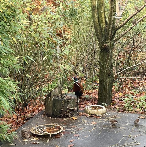 A pheasant in my homegarden, a tree and other green plants , leaves on the ground and some sparrows eating the grains I gave them.