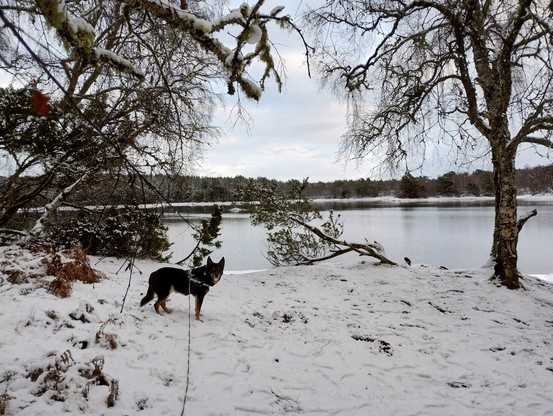 Snowy scene, a lochan through the trees with more trees at the far side. Moray the dog looking at the camera.
