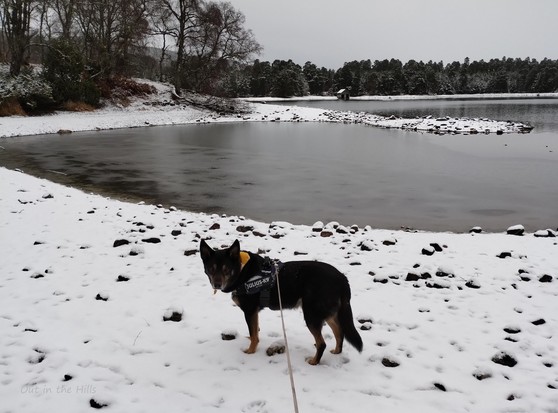 A lochan, with snow covering the rocky shore. Trees at the side and the back, and a boathouse on the far shore. Moray the dog looking at the camera, his yellow bandanna the only colour.