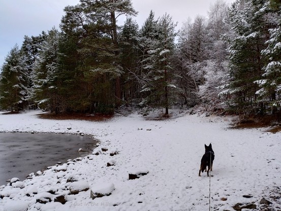 Trees covered in snow at the back of a rocky beach, also covered in snow. The edge of a lochan on the left. Moray the dog looking into the trees.
