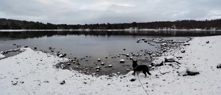 On a beach looking out over a lochan. The rocky shore is covered by snow, as is the far shore. Trees beyond. Moray the dog is looking over the view. A tiny island in the distance.