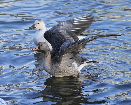 An immature White-fronted Goose standing in shallow water, flapping its wings. An immature Snow Goose is next to it in the background