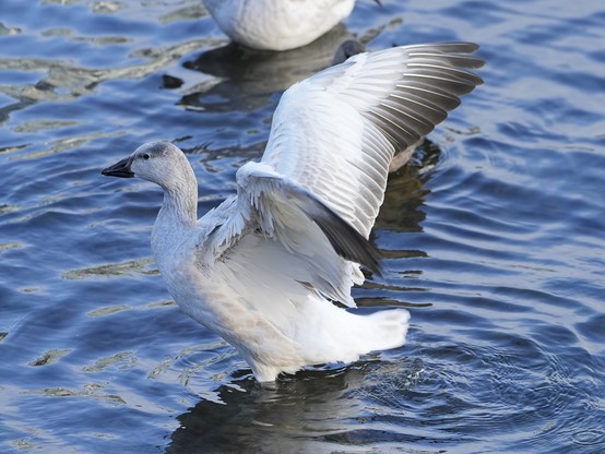 An immature Snow Goose standing in shallow water, flapping its wings.
