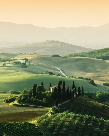 Tuscany and Vineyard at Sunrise, Italy