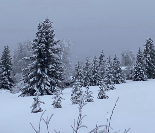 A stand of snowy spruce trees in Fairbanks