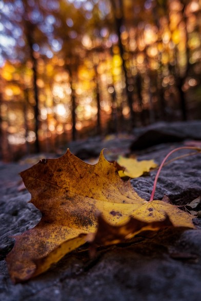 Se puede ver una hoja caída de otoño en primer plano y detrás, desenfocado, un bosque. | You can see an Autumn leaf in the foreground and in the background, defocused, a forest.