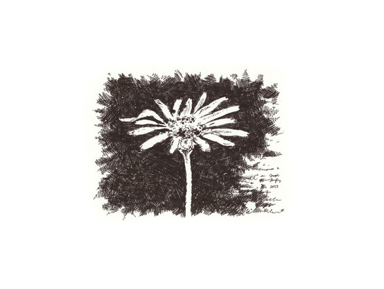 This is a drawing of a daisy, done in ink.