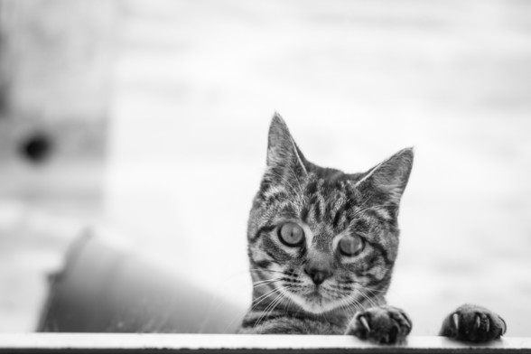 Foto en blanco y negro donde se ve un gato apoyado en sus patas mirando directamente a cámara a través de un cristal | Black and white photo showing a cat resting on its paws looking directly at the camera through a glass