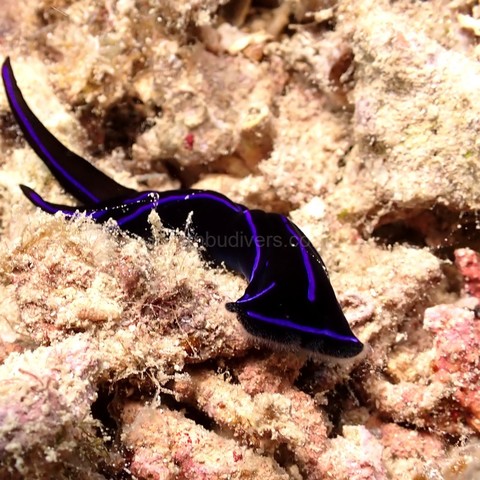 a beautiful sea slug black and bright blue with Terumbu Divers