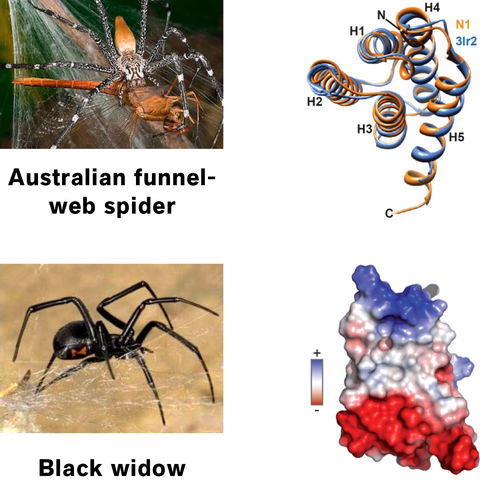 Die N-terminale Domäne zweier Spinnenproteine. Oben rechts: Überlagerung der Strukturen der Trichterspinne (blau) und der Schwarzen Witwe (orange). Die Polarität der Proteinstruktur ist unten rechts durch die blaue oder rote Hervorhebung für die Domäne der Schwarzen Witwe gezeigt.