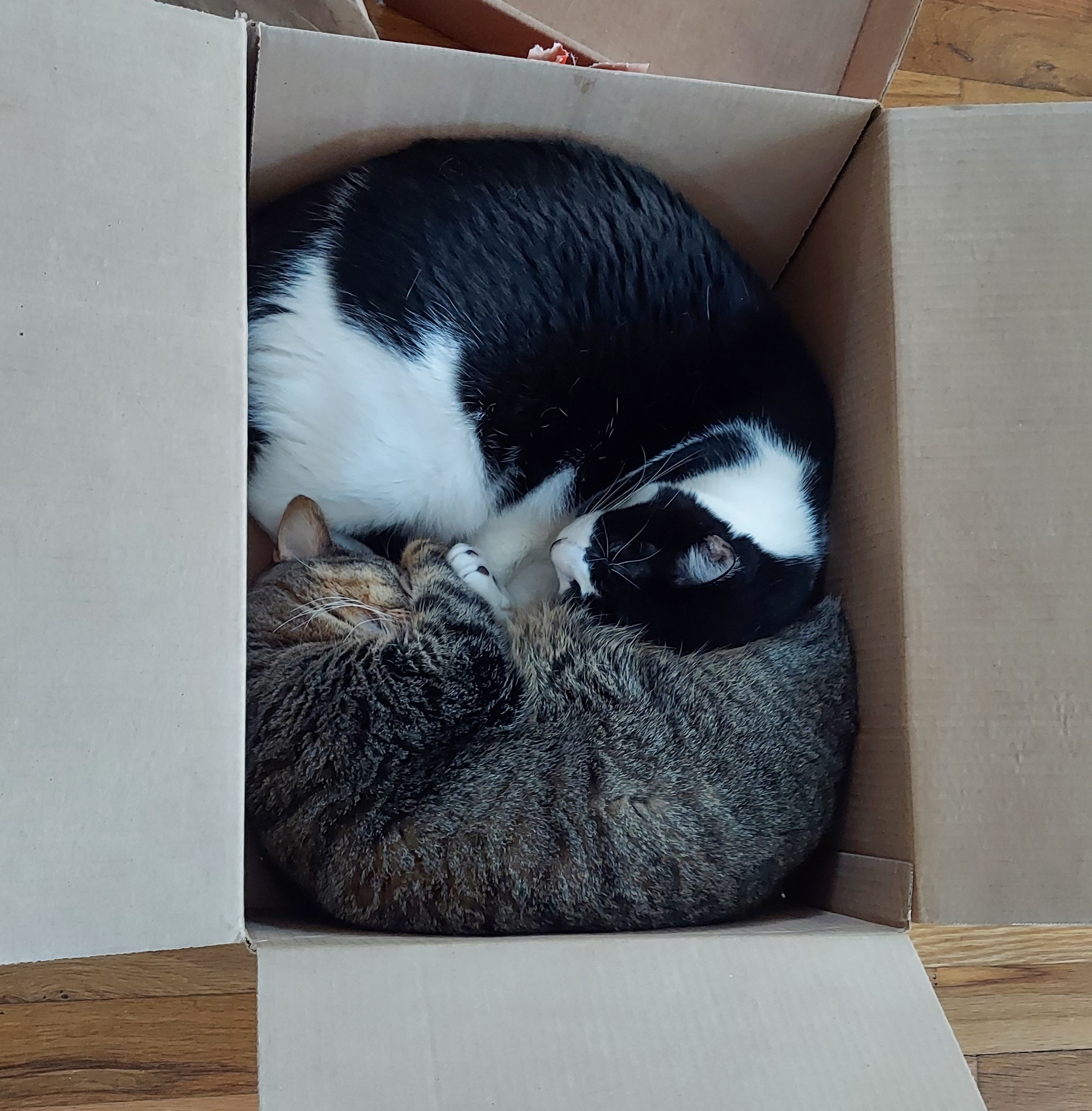 A black and white cat and a brown tabby cat curled up like a ying yang, asleep together in a cardboard box.