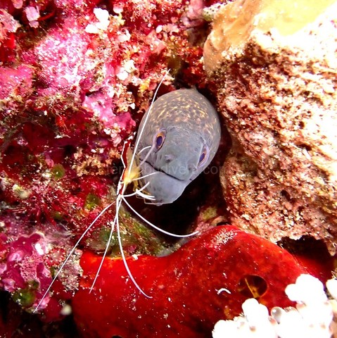 a moray eel with a cleaner shrimp on its head