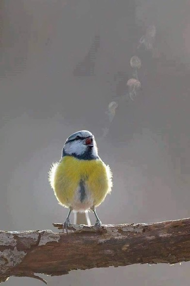 A photo by Mikhail Kalinin.

The photo shows a Blue Tit stood on a light brown branch of a tree.
The bird is singing, it has its beak open. 

The photo captures the bird's breath as little clouds of condensation rising to the right from its beak against a light blue / gray background.

The bird has a yellow chest. Its head is black and white with a blue cap.
