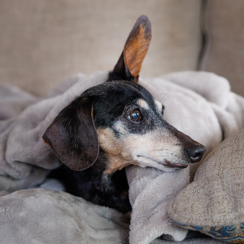Photo of a dachshund wrapped in a blanket so that only its head is showing and is turned to one side. One of its ears is sticking straight up while the other one is hanging down.