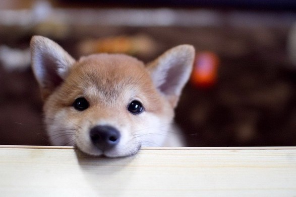 A puppy with sweet eyes looking to the camera with its small muzzle resting on (what appears to be) the back of a sofa.