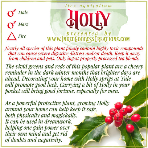 A graphic about Holly featuring a photo of the plant, from Inked Goddess Creations.