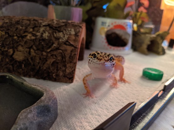 Photo of a juvenile leopard gecko looking at the camera, it almost looks like their smiling.