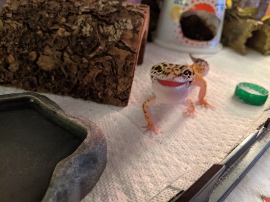 Photo of the same leopard gecko slightly out of focus with their mouth open. 