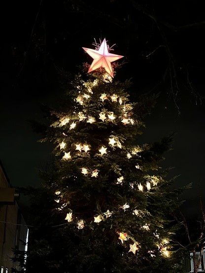 A tall fir tree is framed against a dark sky. The top of the tree is adorned with a giant orange red star and a string of smaller stars loops around the tree towards the ground. The edge of a house gives a hint of the scale as the tree reaches up beyond it.