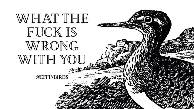 A drawing of a spotted sandpiper next to the words "what the fuck is wrong with you"