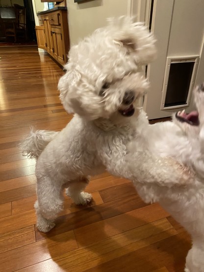 Marty on the left, a 14 lb. Maltese-Poodle mix, and on the right Max, 10 lbs. of Maltese-Chihuahua.  Both on their hind legs, front legs engaged.