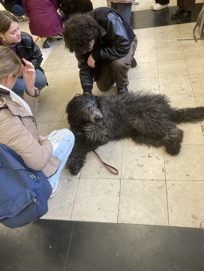 Black dog, lying on the ground, being stroked by several people