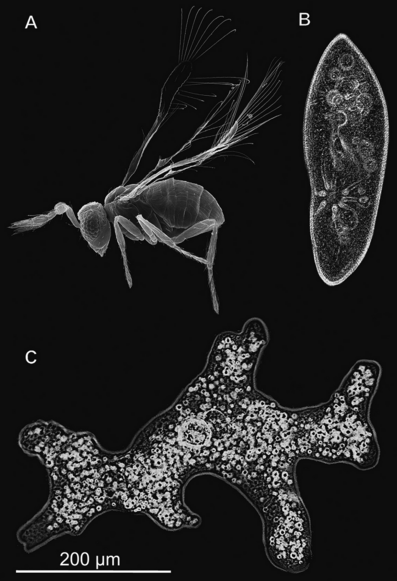 Avispa Megaphragma mymaripenne junto a un protozoo y una ameba.
