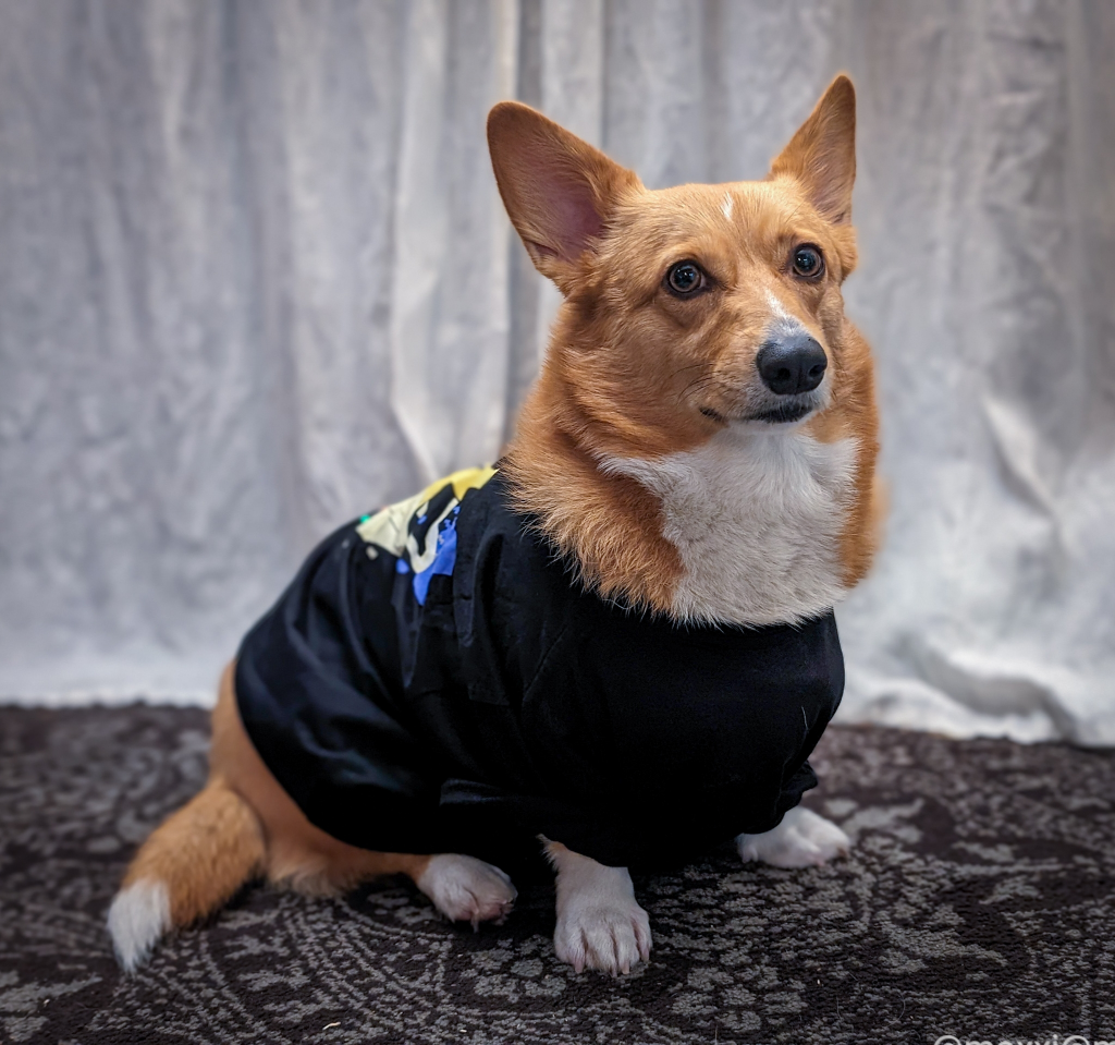 moxxi the corgi is wearing a mastodon t-shirt. she's sitting on a grey and black rug in front of white curtains and looking straight at the camera.